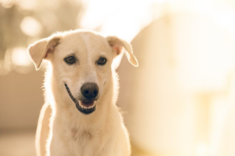 therapy dog